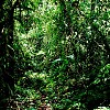 zielona amazonia